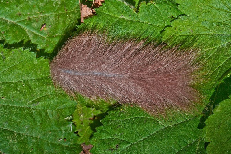 Edible Dormouse (Glis glis), thrown off tail, Lower Saxony, Germany, Europe