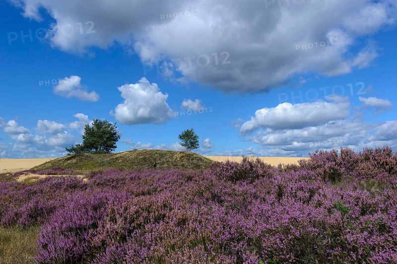 Common Heather (Calluna vulgaris) , Hooge Veluwe National Park, Gelderland, Netherlands