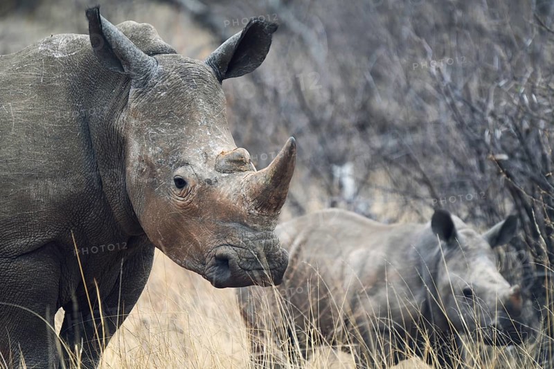 White rhino with young, Limpopo, South Africa, Africa
