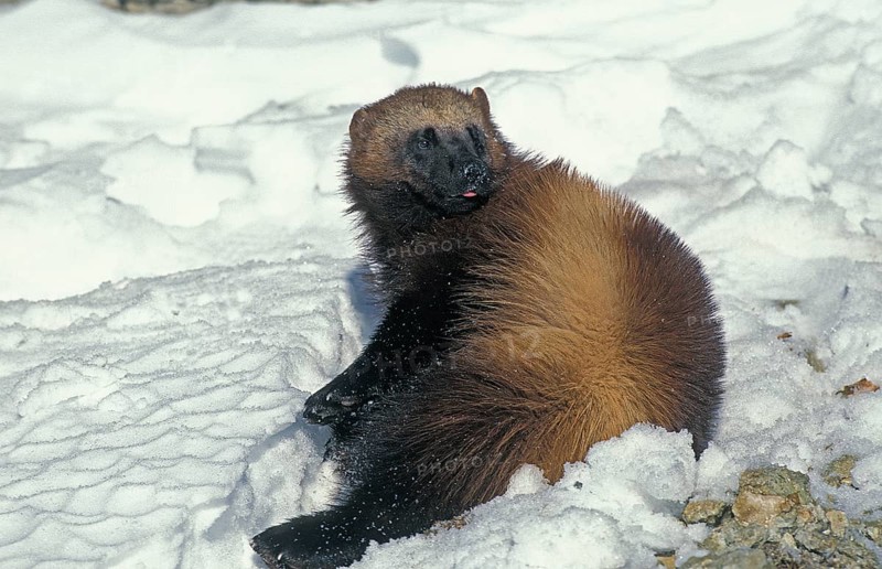 North American Wolverine (gulo gulo) luscus, Adult standing on Snow, Canada, North America