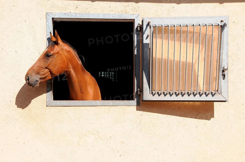 German warmblood looks out of stable window, box stable, stable