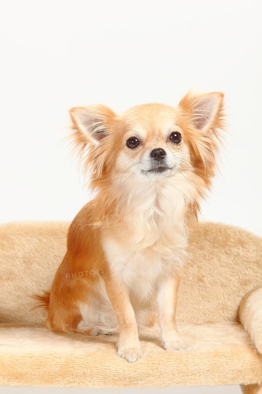 Chihuahua, long-haired