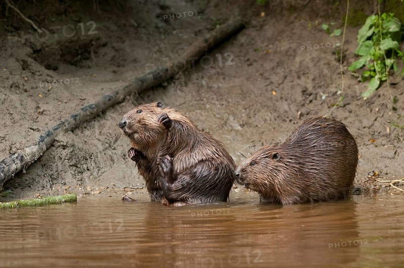 European beavers (Castor fiber), Rosenheim, Bavaria, Germany, Europe