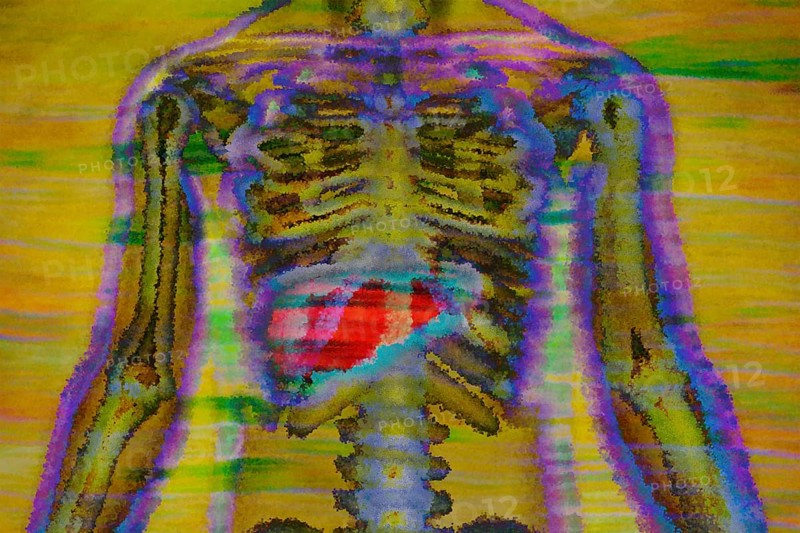 The organ liver serves for metabolism and produces bile