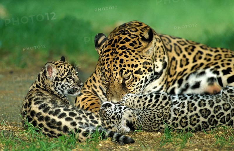 Jaguar (panthera onca), MOTHER WITH DICE
