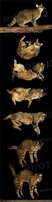 Brown tabby domestic cat, falling sequence