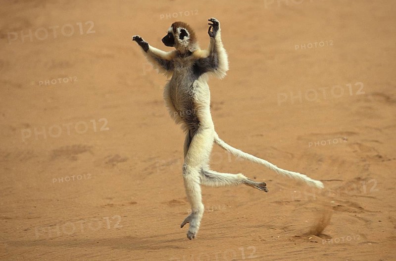 Verreaux's Sifaka (propithecus verreauxi), Adult Hopping across open Ground, Berent Reserve in Madagascar