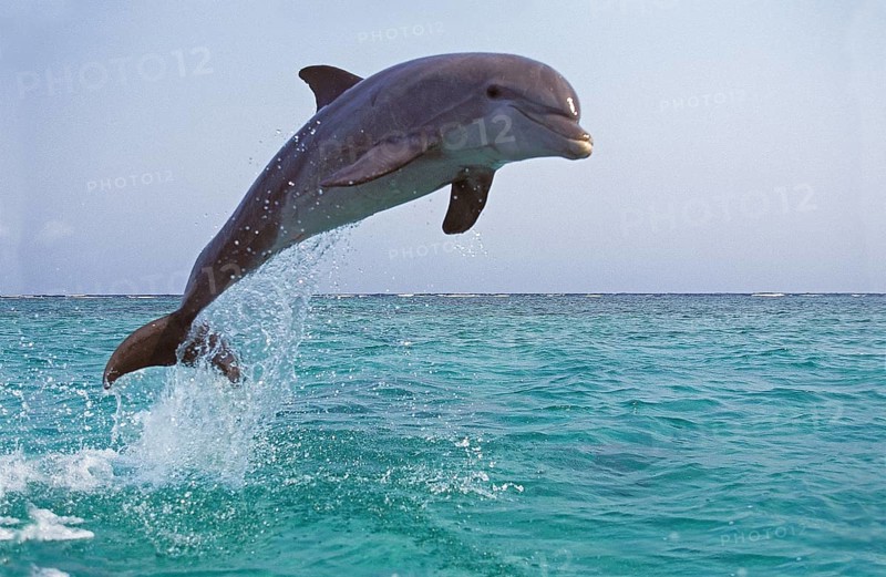 Bottlenose Dolphin (tursiops truncatus), Adult Leaping