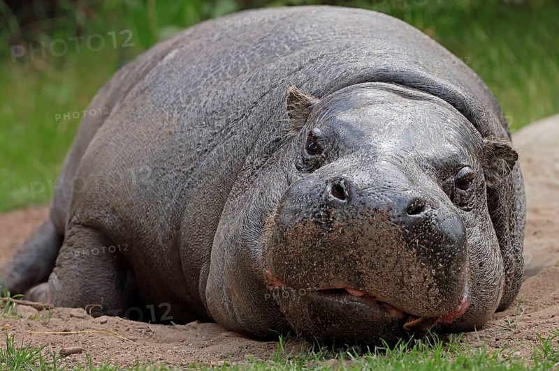 Pygmy hippopotamus (Hexaprotodon liberiensis)