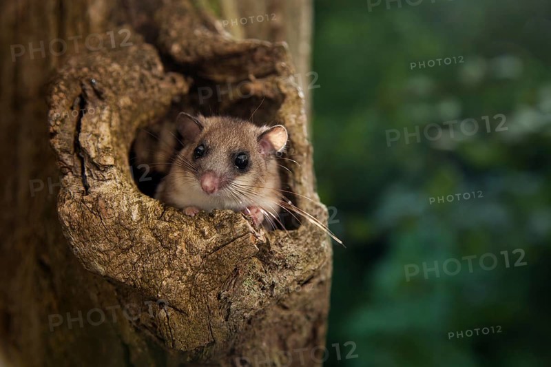 Edible dormouse (Glis glis) Rhineland-Palatinate, Germany, Europe