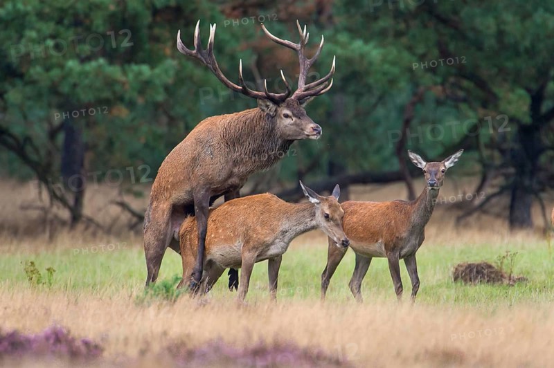 Red deer (Cervus elaphus) , Hooge Veluwe National Park, Gelderland, Netherlands