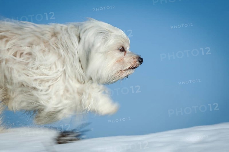 Small white dog runs over bales of straw covered in snow