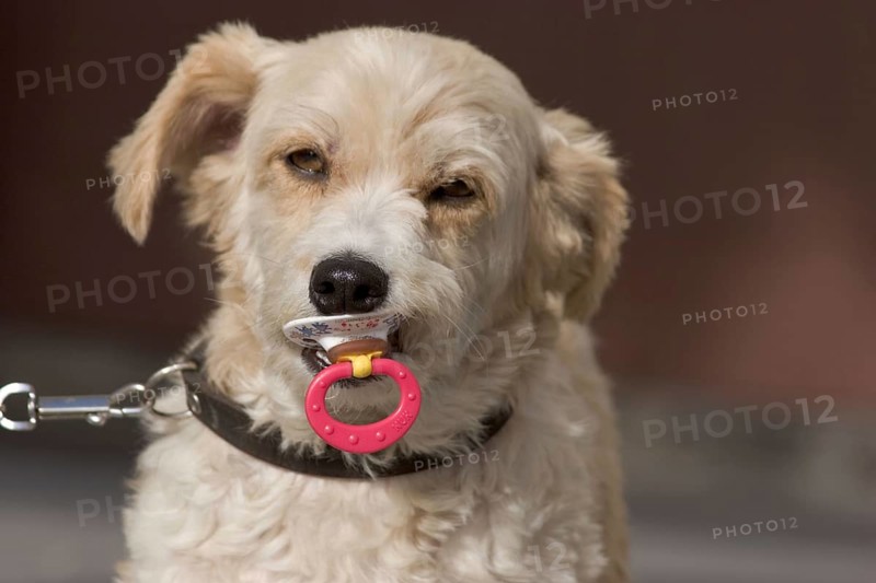 Portrait of a small dog, breed unknown, with comforter, dummy, soother in his mouth