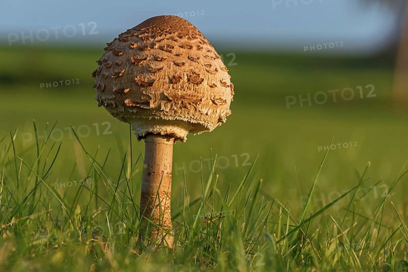 Mushroom