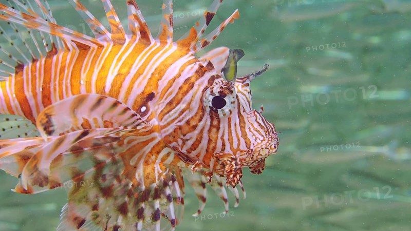 Close up of Common Lionfish or Red Lionfish (Pterois volitans) hunting swims next to a large school of Hardyhead Silverside fish on sunrays, Red sea, Egypt, Africa