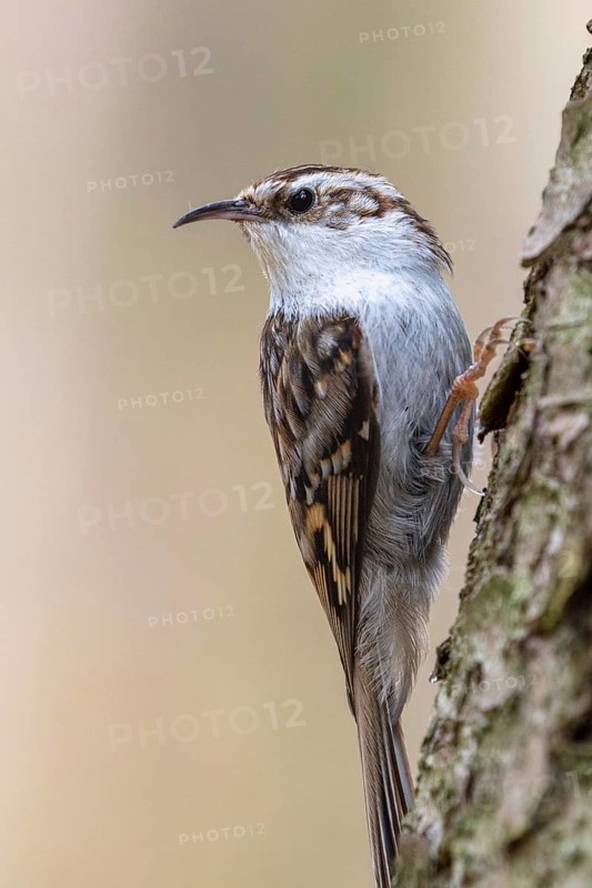 Eurasian treecreeper (Certhia familiaris), sitting on a tree trunk, foraging, Mecklenburg-Western Pomerania, Germany, Europe