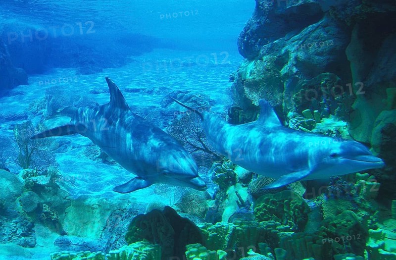 Bottlenose Dolphin (tursiops truncatus)