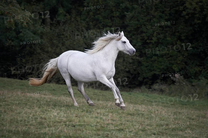 Connemara Pony, Mare Galloping though Meadow