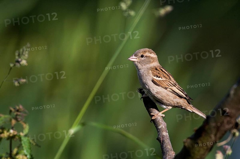 House Sparrow (passer domesticus), Female standing on Branch, Normandy