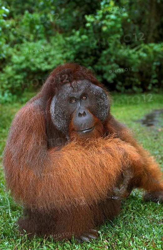 Orang Utan, Male standing on Grass, Borneo (pongo pygmaeus)