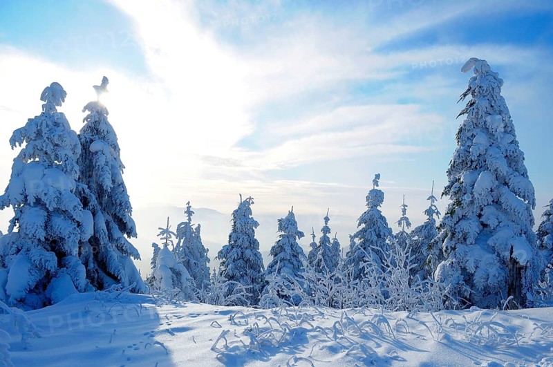 Black Forest, Black Forest in winter, spruce forest, Black Forest High Road, snowy landscape, at Schliffkopf, spruce trees with snow, snow-covered fir trees
