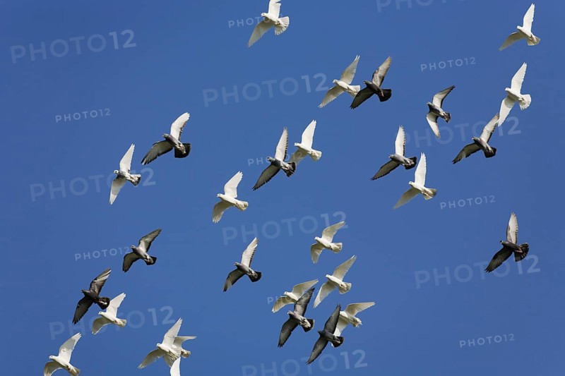 Street pigeons, urban pigeons, city pigeon, domestic pigeon, Germany, Europe