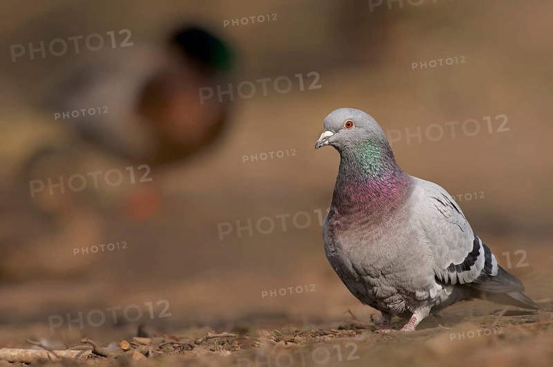City pigeon