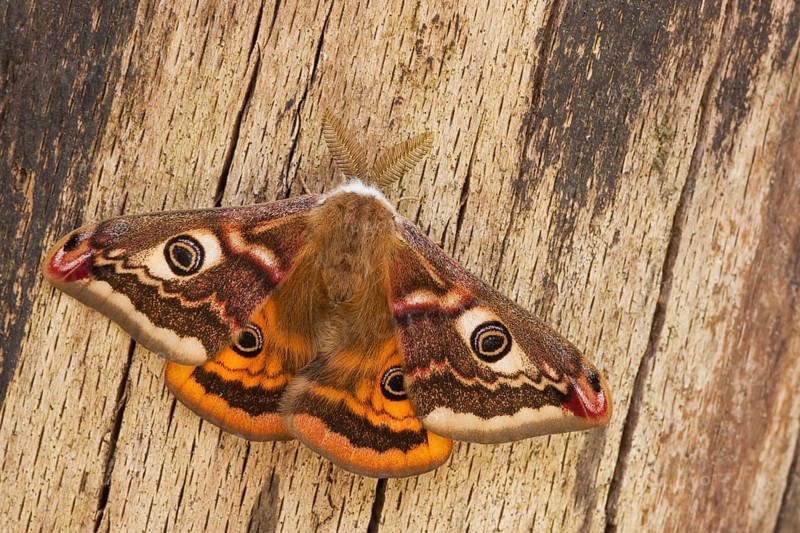 Small emperor moth (Saturnia pavonia) male, Rhineland-Palatinate, Germany, Europe