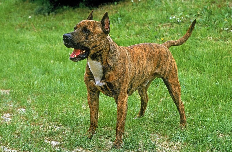American Staffordshire Terrier (Old standard breed with cropped ears), dog on grass