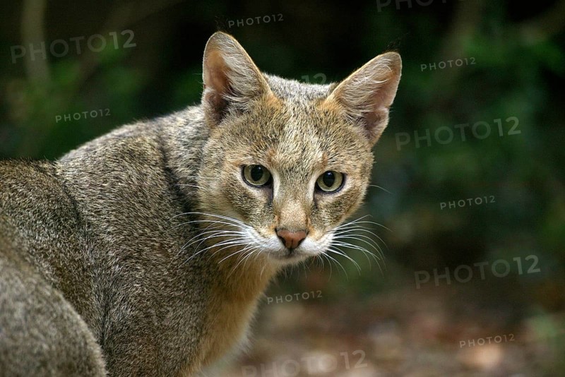 Jungle Cat (felis chaus), Portrait of Adult