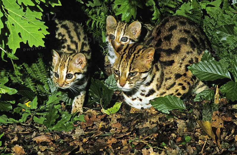 Leopard cat (prionailurus bengalensis), female with kitten