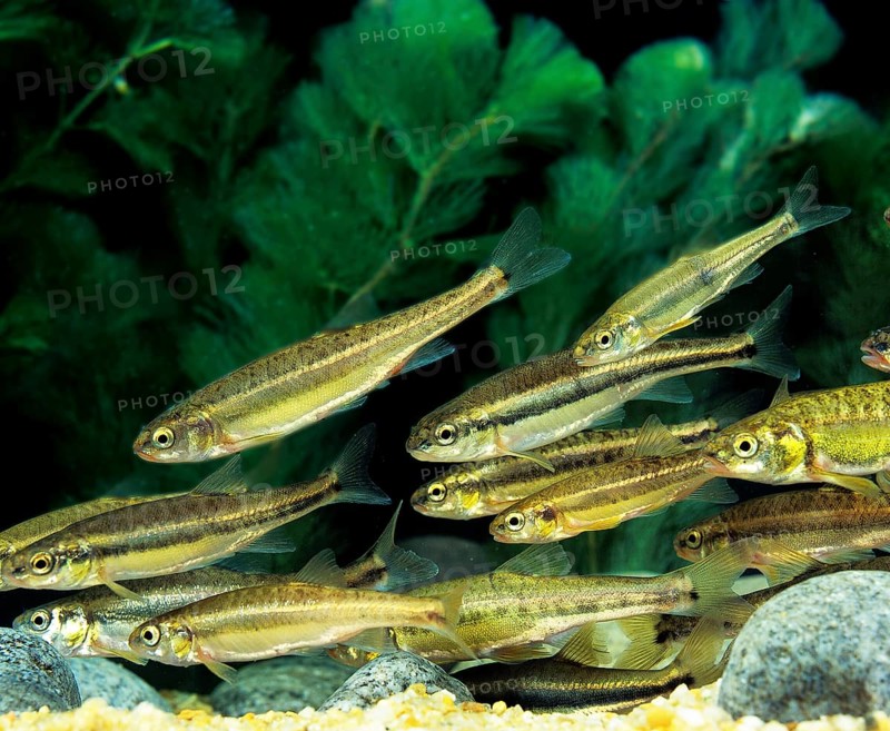 Minnow, bitterfish, minnow, minnows, bitterfish (phoxinus phoxinus), minnows, minnows, minnows, animals, other animals, fish, carp-like, MINNOW, SHOAL OF FISHES