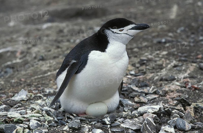 Chinstrap penguin, pygoscelis antarctican, adult on its egg in the nest, Antarctica