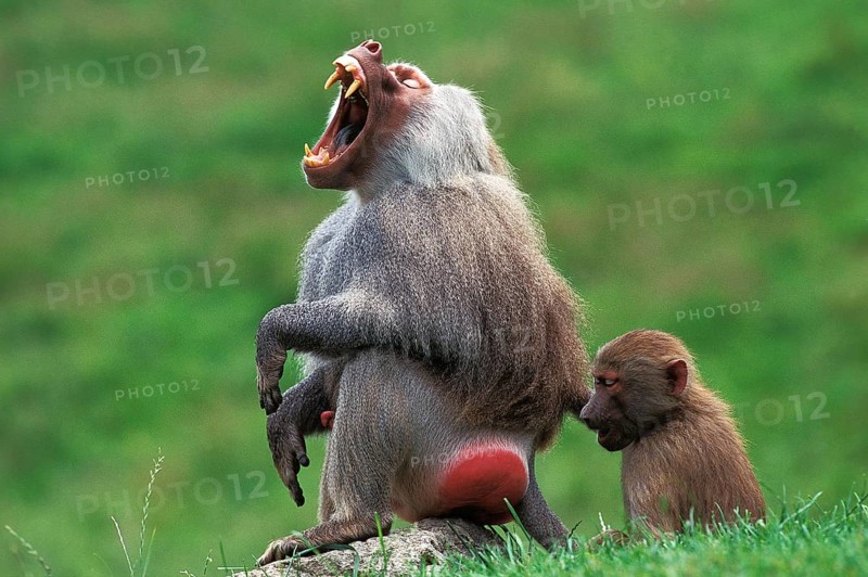 HAMADRYAS BABOON (papio hamadryas), FEMALE WITH MALE YAWNING