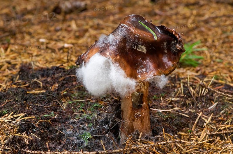 Blusher (Amanita rubescens) with mould