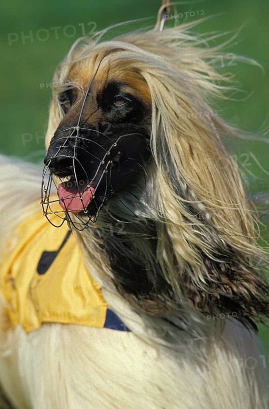 Portrait of an Afghan dog with muzzle