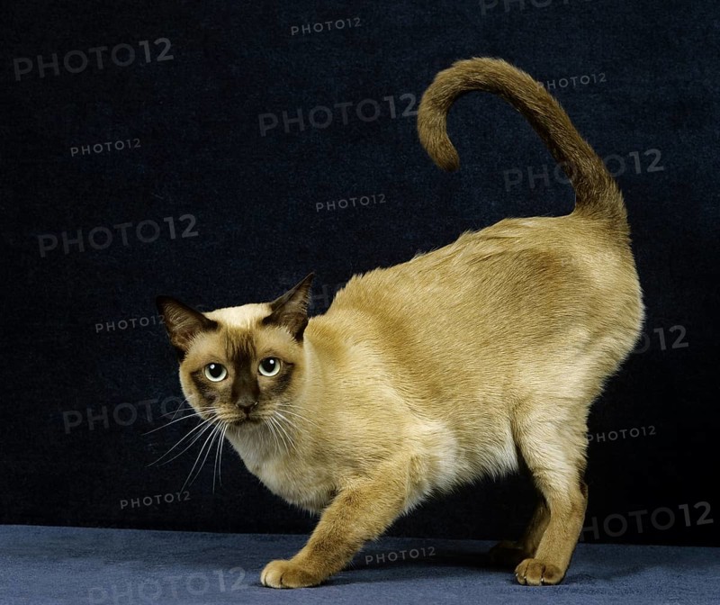 Tonkinese domestic cat, female in heat against black background