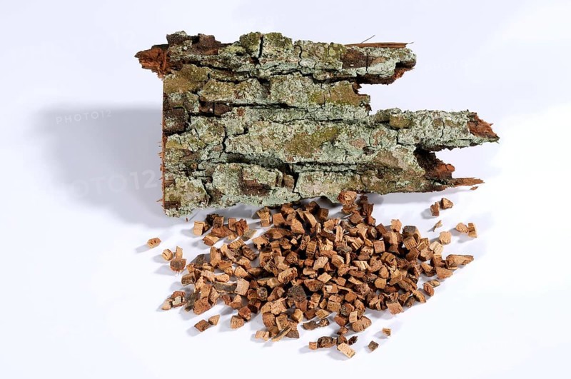 English oak (Quercus robur), bark, oak bark