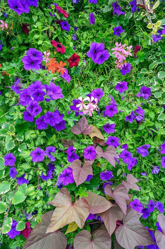 Petunias (Petunia) and hanging geraniums (Pelargonium peltatum), Allgäu, Bavaria, Germany, Europe