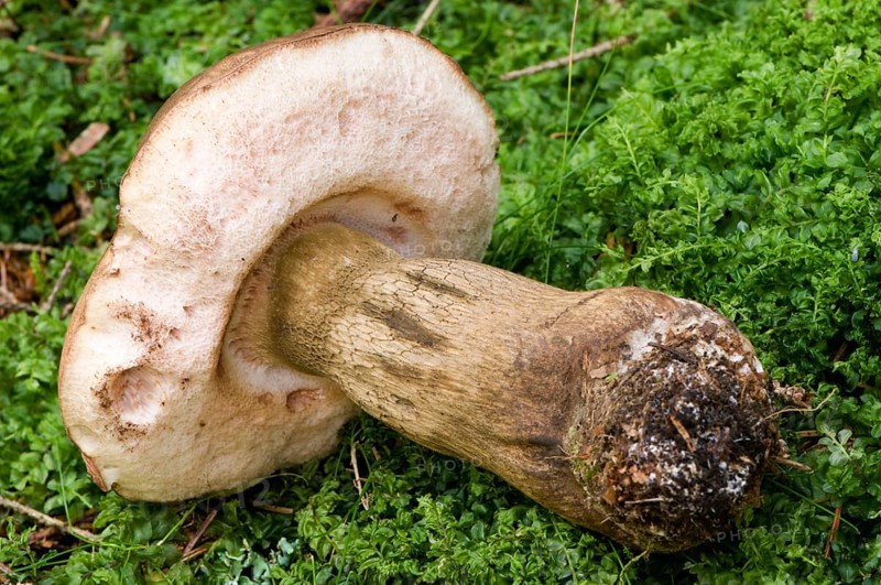 Biliary tube (Tylopilus felleus)