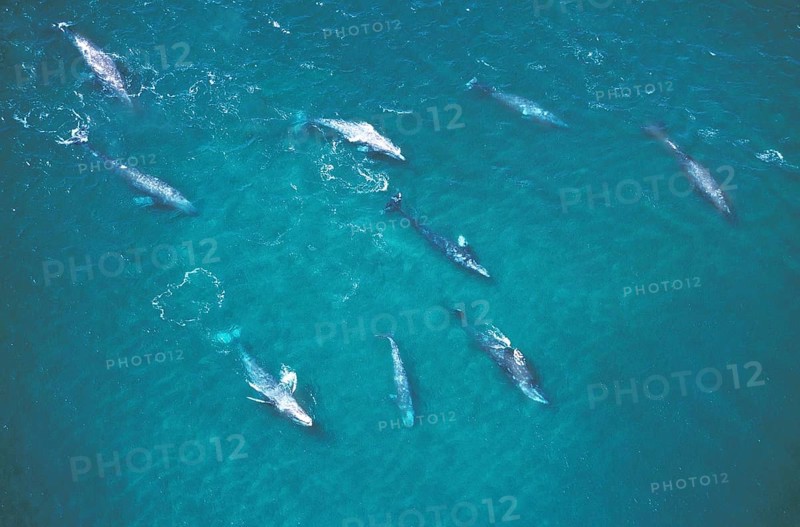 Gray whale (eschrichtius robustus) or Gray Whale, group, aerial view, Baja California in Mexico