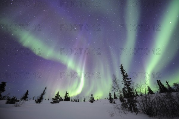 Northern Lights, Northwest Territories (Aurora borealis), Canada, North America