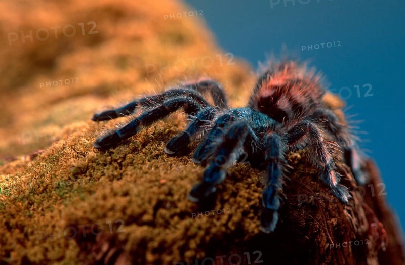 Tarantula Spider, juvenile (Avicularia versicolor), Martinique tree spider, juvenile changing colour to adult (south america) (Other animals) (spiders) (Caribbean) (outdoor) (standing) (landscape) (horizontal)