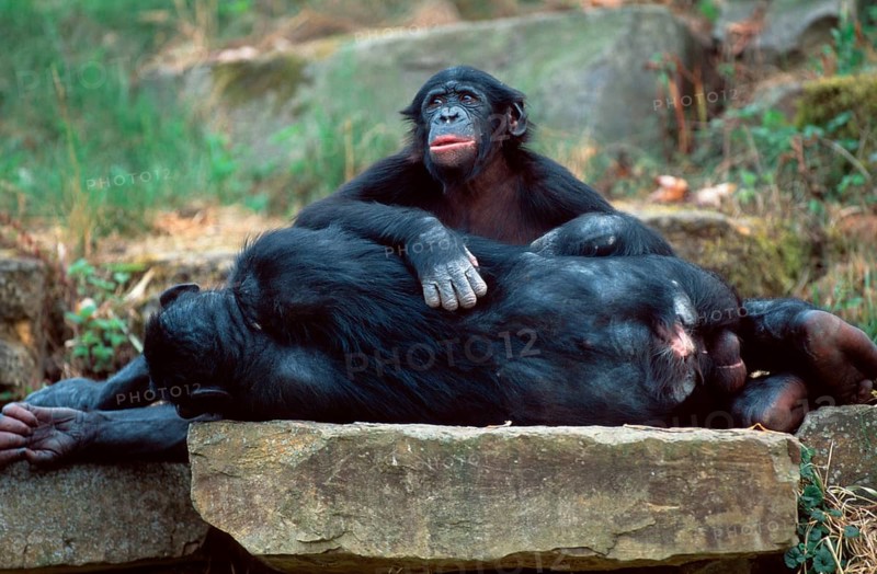Bonobos (Pan paniscus), young and resting male