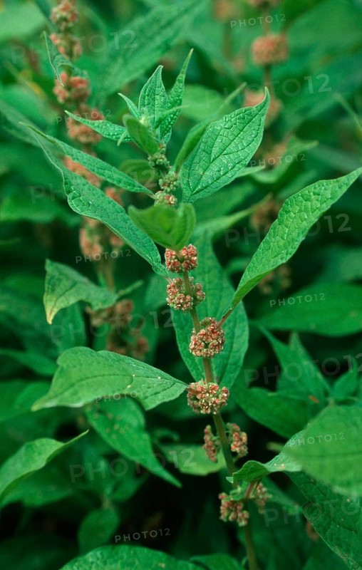 Spreading pellitory (Parietaria judaica)