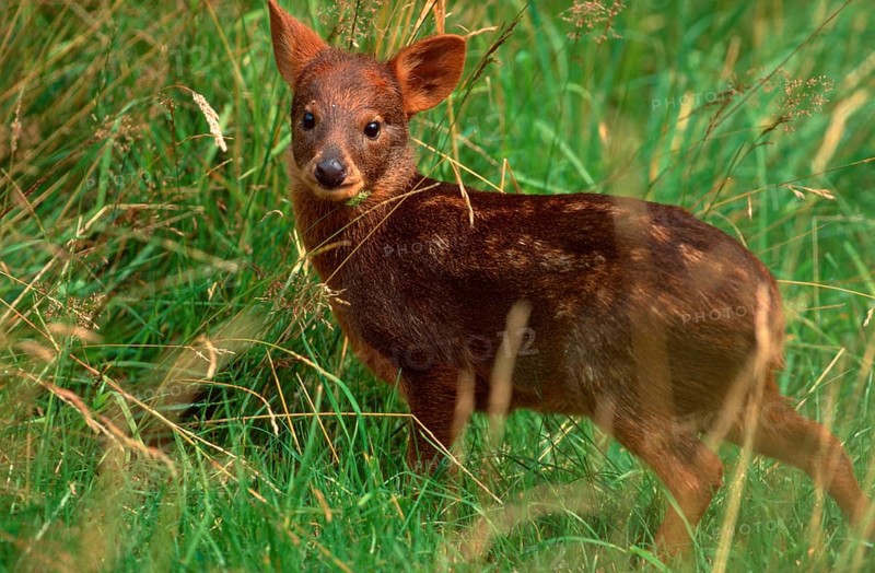 Southern Pudu, calf (Pudu pudu), Suedpudu, Jungtier, Südlicher Pudu, Südpudu, animals, Saeugetiere, mammals, Huftiere, hoofed animals, Paarhufer (cloven-hoofed animals), Hirsche, deer, Suedamerika, south america, aussen, outdoor, seitlich, side, Wiese, meadow, stehen, standing, young, Kalb, Querformat, horizontal]