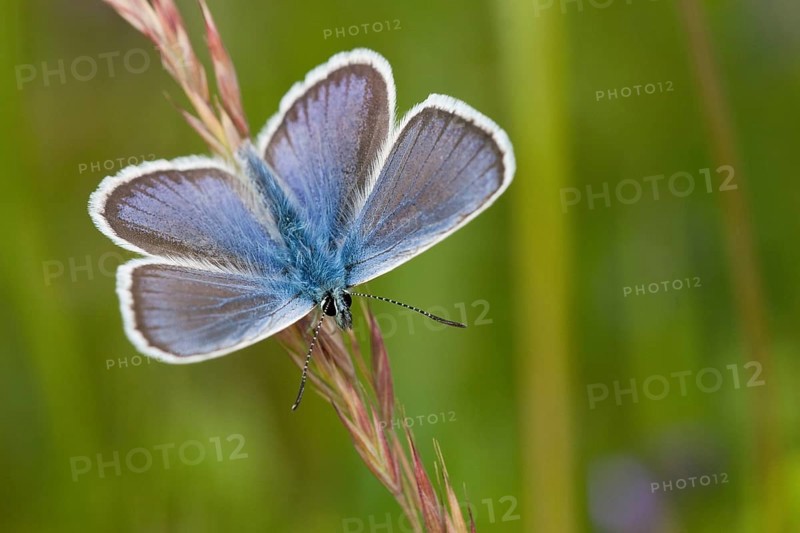 Silver-studded blue (Plebejus argus) male, North Rhine-Westphalia, Germany, Europe