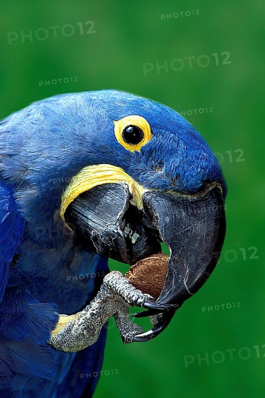 Hyacinth Macaw (Anodorhynchus hyacinthinus) eating Brazil nut, hyacinth macaw eating Brazil nut