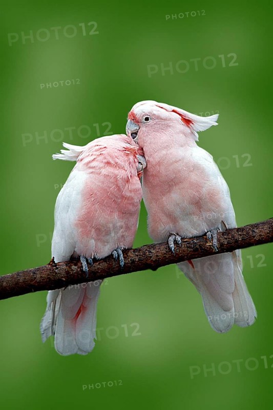 Major Mitchell's major mitchell's cockatoo (Cacatua leadbeateri), pair, care, Leadbeater's Cockatoo