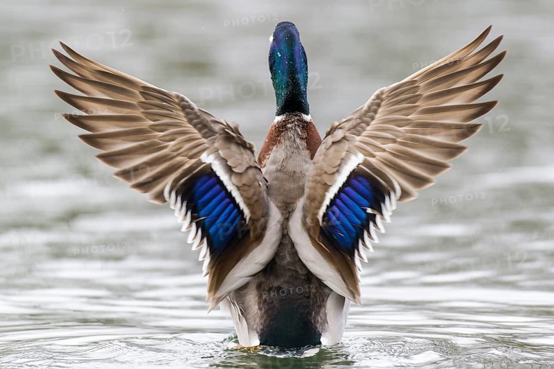 Mallard (Anas platyrhynchos) drake, Lower Saxony, Germany, Europe